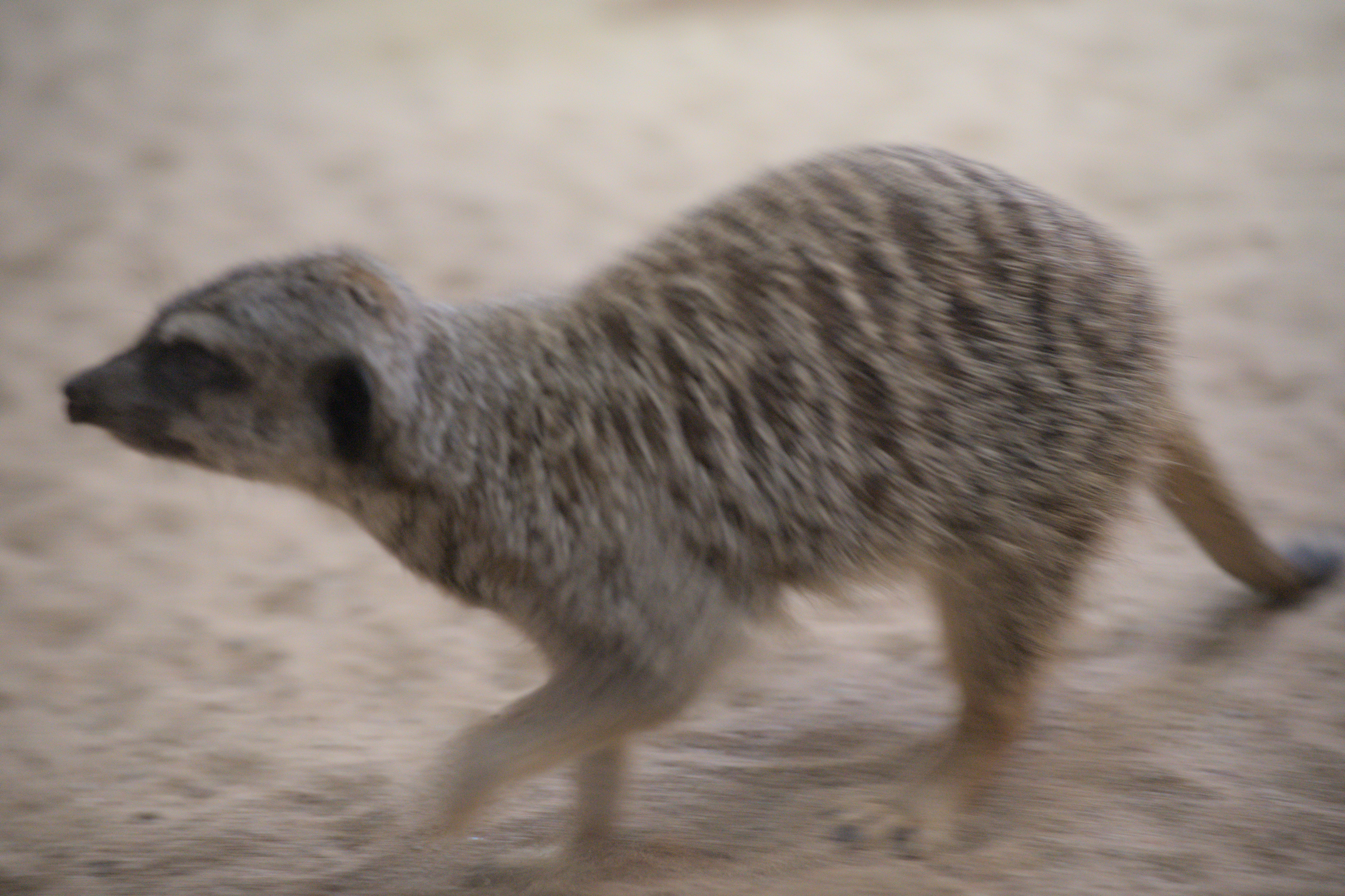 2025/10/12 - zoo/DSC_0325.jpg